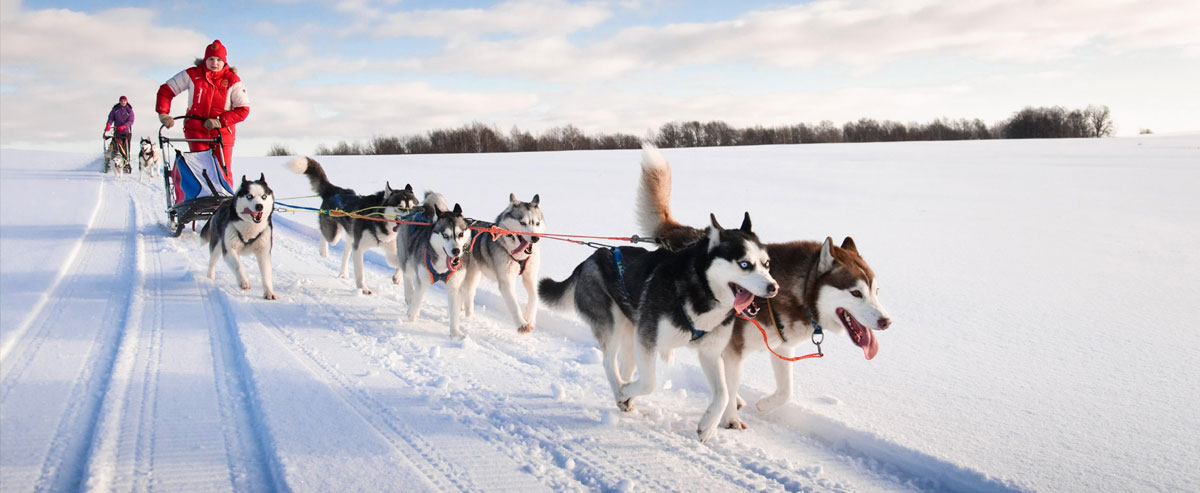 dog sledding tours near me