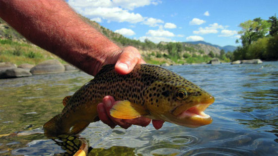 Fishing On The Arkansas River Between Leadville And Salida