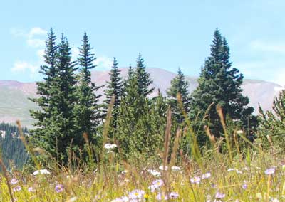 Grizzly Lake Trail