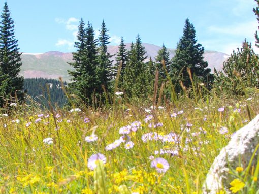 Grizzly Lake Trail